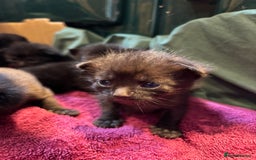 Domestic Shorthair cats for sale: Kittens for sale  - Image 1