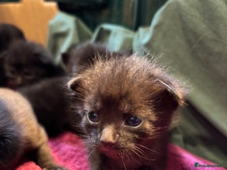 Domestic Shorthair cats - Advert 24