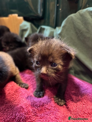 Domestic Shorthair cats - Advert 29