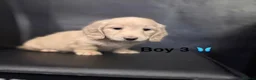 Miniature Dachshund dogs for sale: long haired cream miniature dachshund puppies  - Advert 8