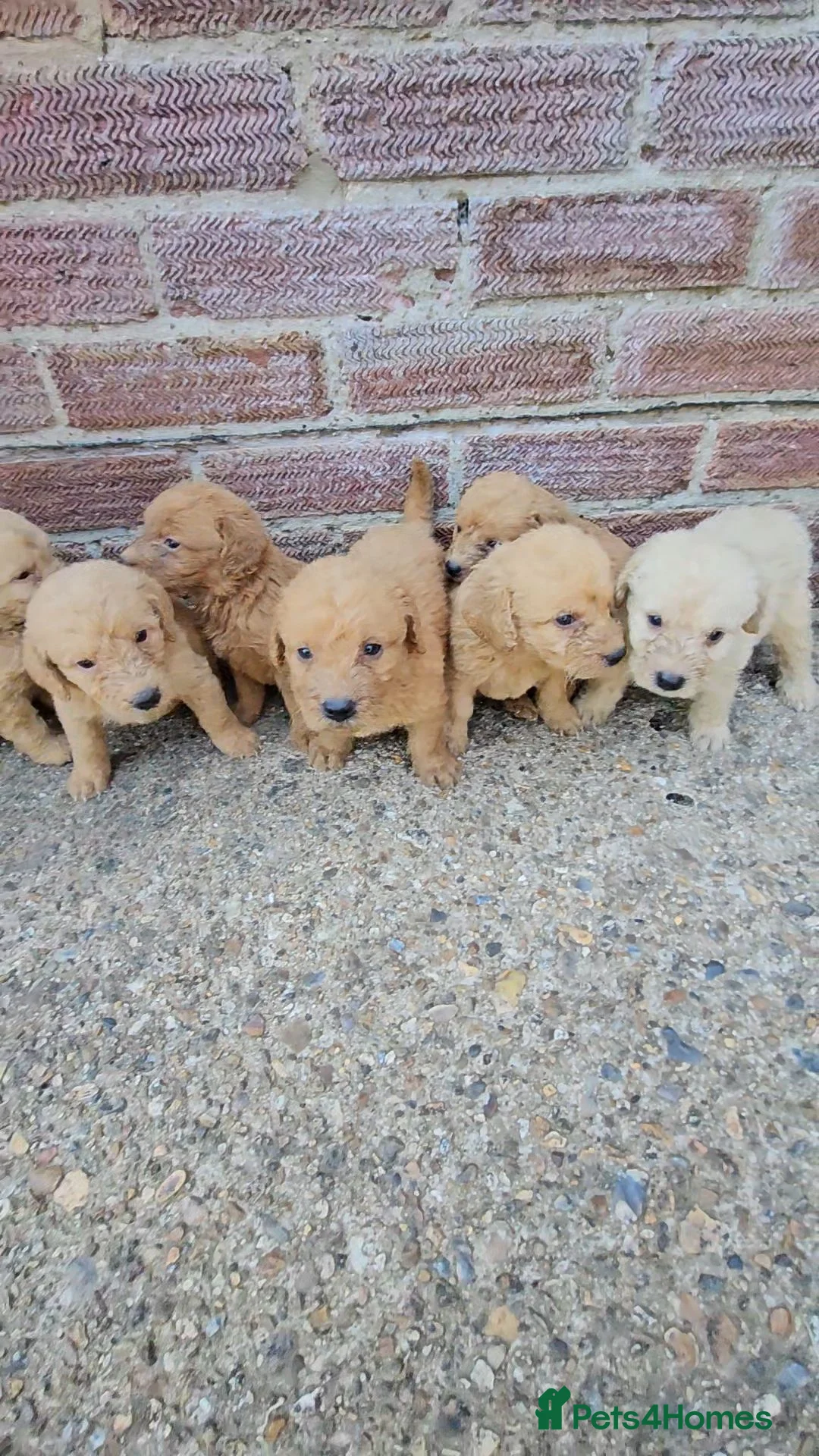 Labradoodle dogs for sale: Gorgeous Labradoodle puppies - Advert 11