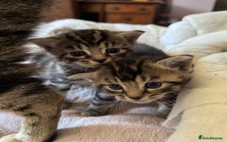 European cats for sale: Tortoiseshell Kittens - November  - Image 8