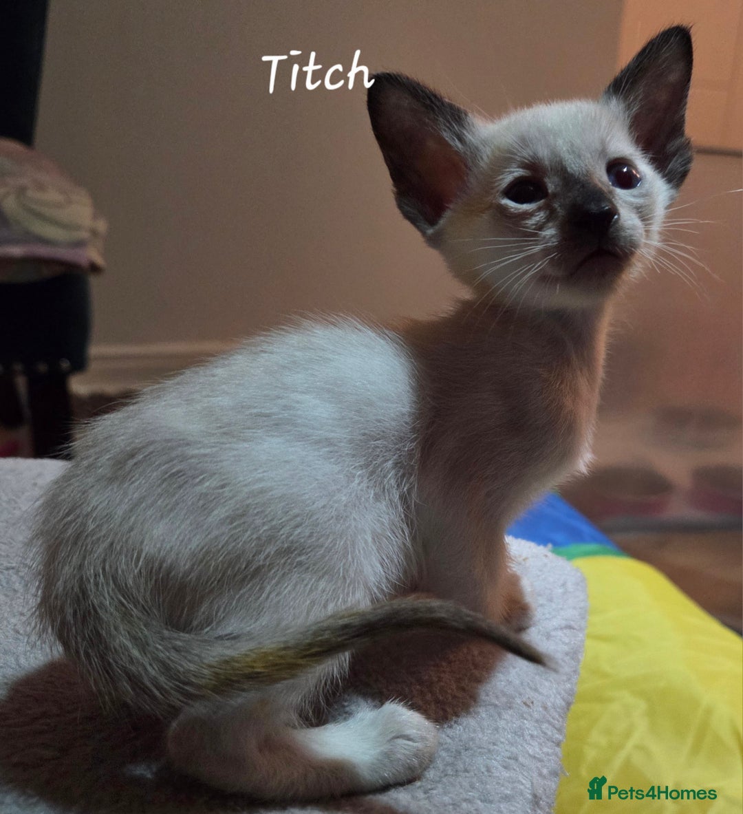 Siamese cats for sale: Beautiful GCCF registered Siamese kittens  - Image 3