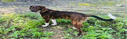 Mixed Breed dogs for sale: Handsome Enzo ready for his forever family - Advert 1