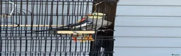 Cockatiels birds for sale: Boy Cockatiel  - Advert 3