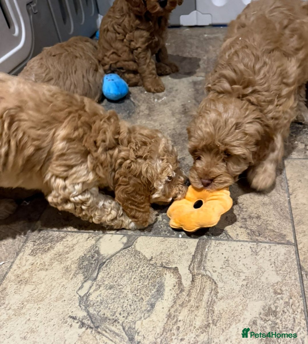 Cockapoo dogs for sale: Quality Cockapoo Puppies - Advert 3