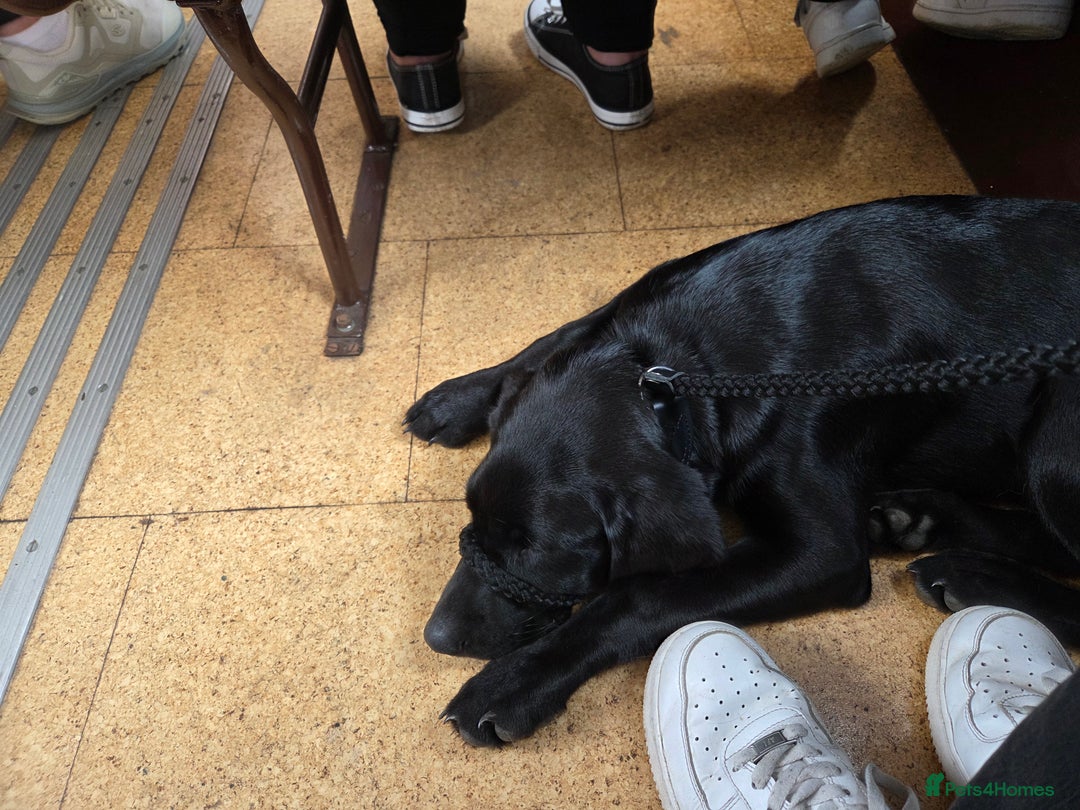 Labrador Retriever dogs for sale: 4 month old lab  - Image 5