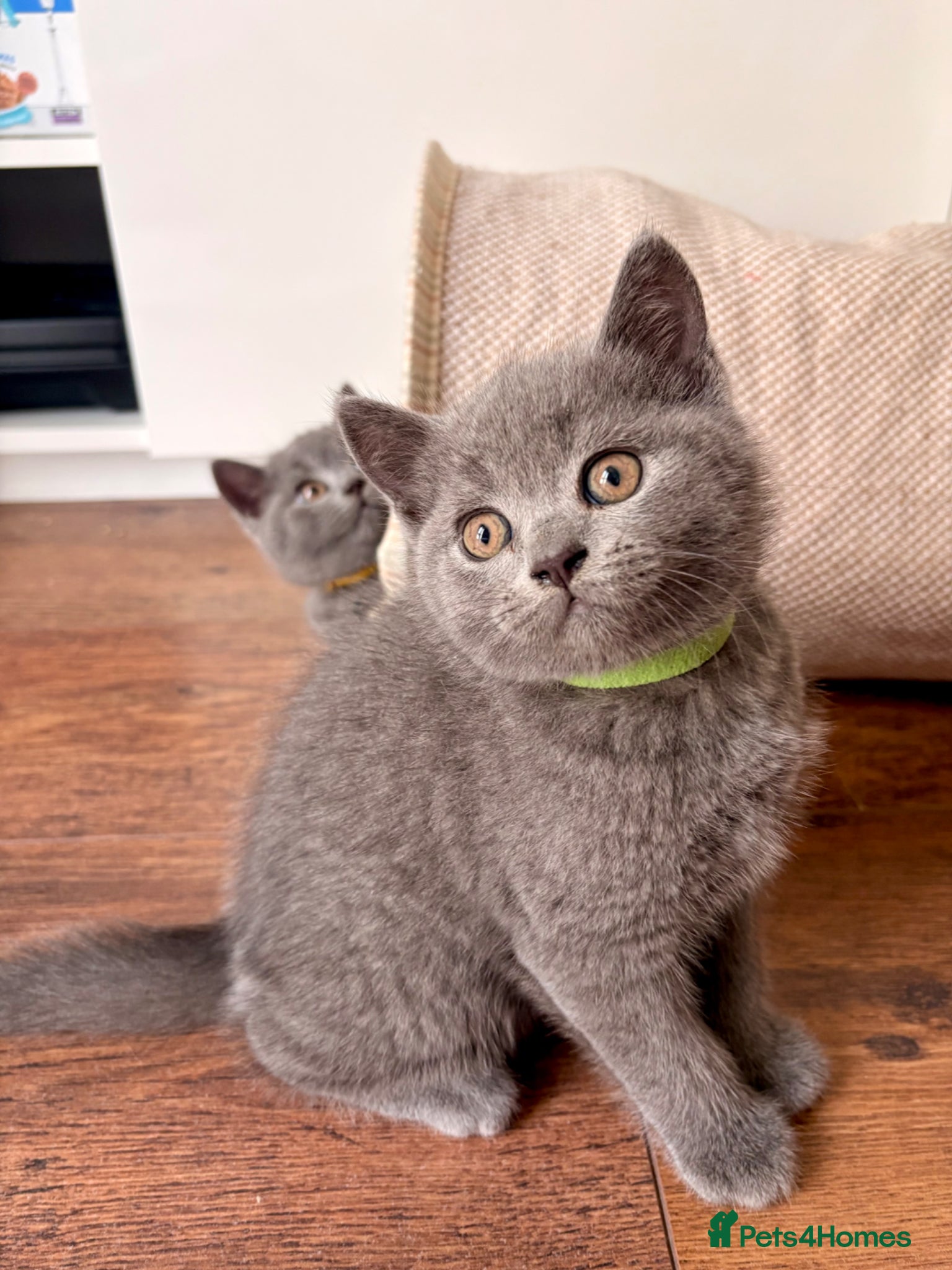 British Shorthair cats READY NOW ✨ British Shorthair Blue Kittens  - Advert 2
