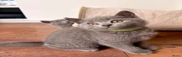 British Shorthair cats for sale: READY NOW ✨ British Shorthair Blue Kittens  - Advert 1
