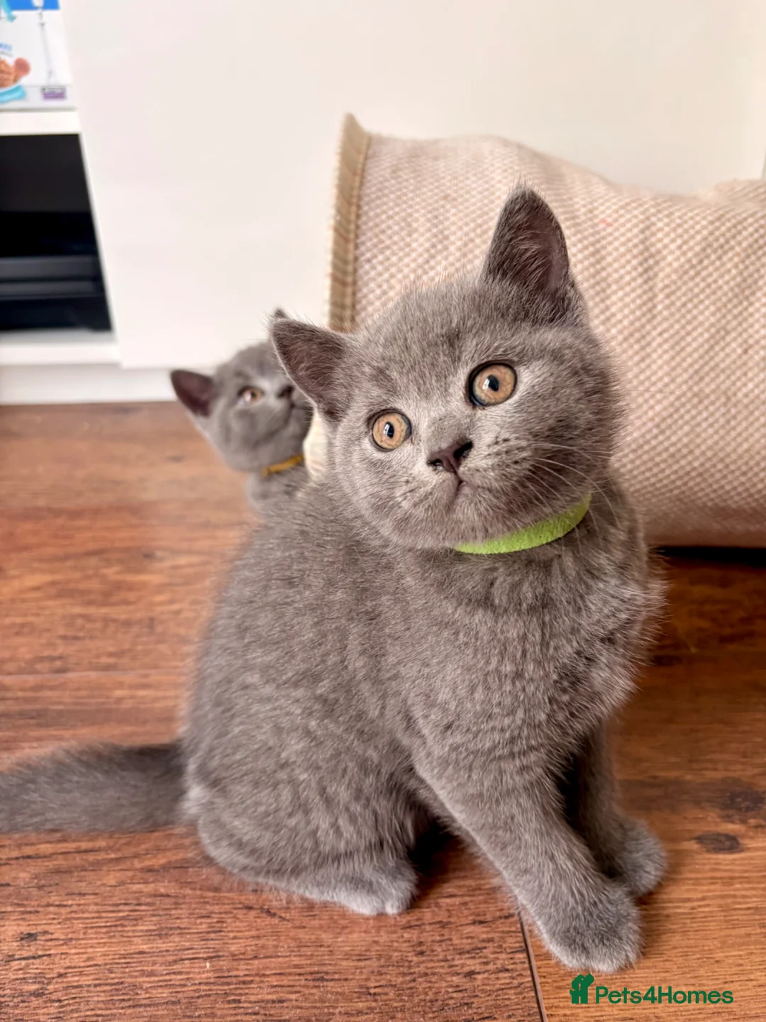 British Shorthair cats for sale: READY NOW ✨ British Shorthair Blue Kittens  - Advert 1