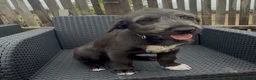 Irish Wolfhound dogs for sale: Stunning Irish Wolfhound Pups  - Advert 11