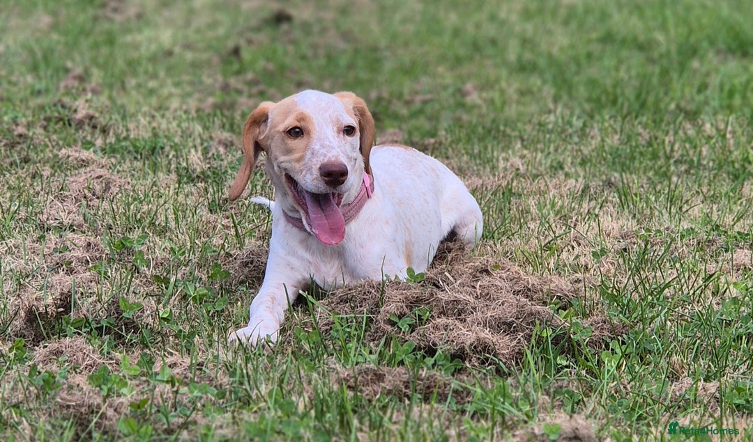 Mixed Breed dogs for sale: 18 months old  - Image 5