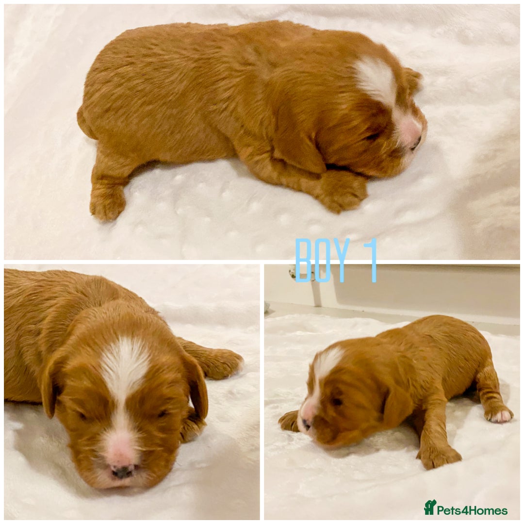 Cavapoo dogs for sale: Extensively health tested Cavapoo pups - Advert 11