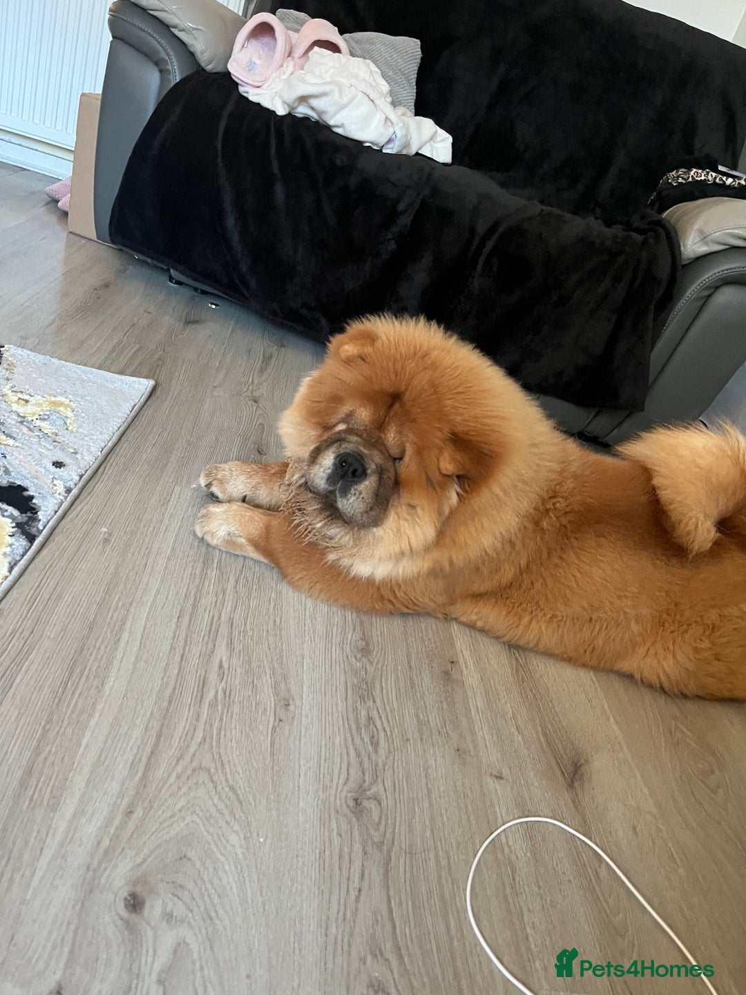 Chow Chow dogs for sale: Beautiful chow chow  - Advert 3