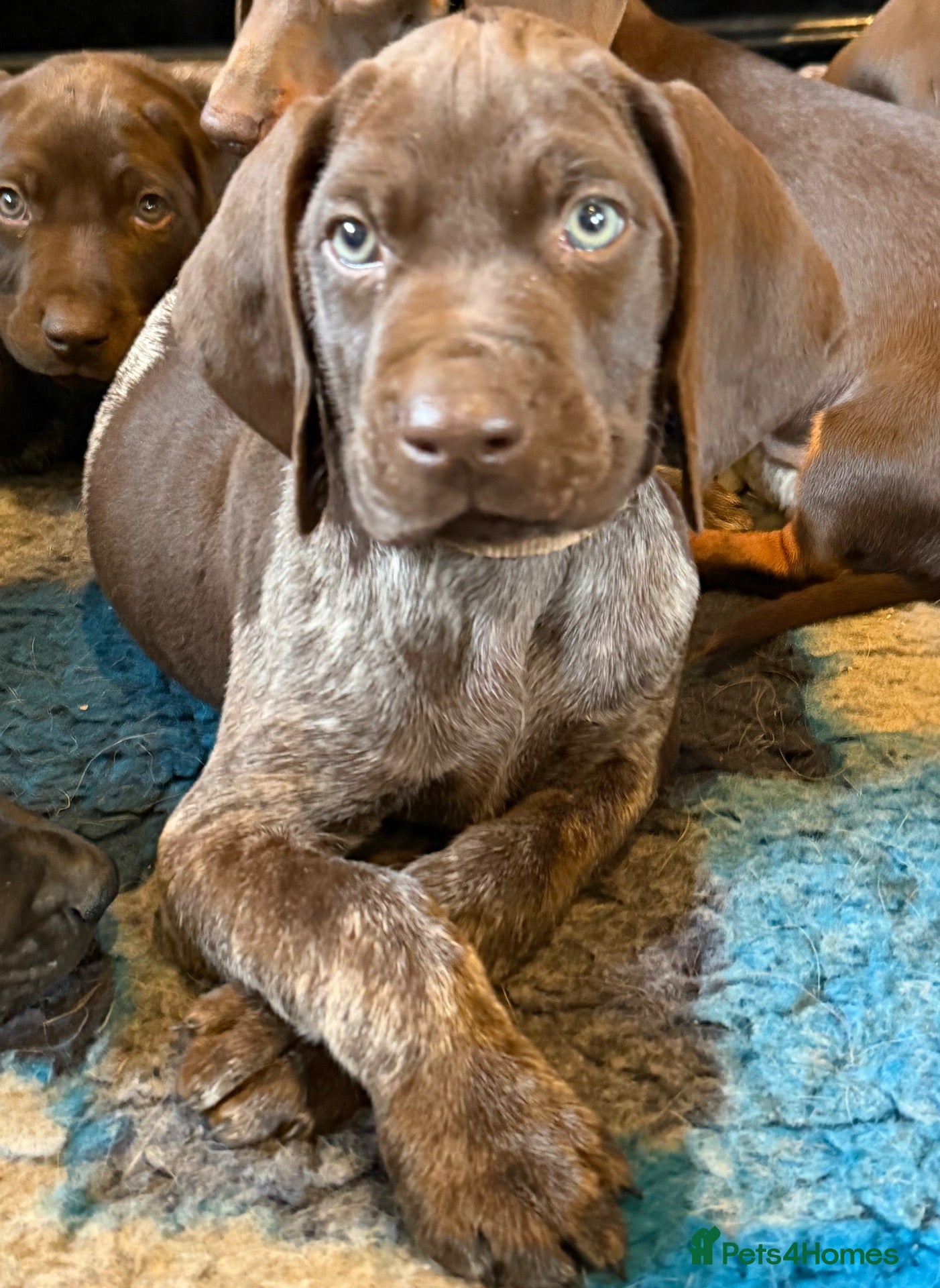 German Shorthaired Pointer dogs Liver Ticked & Spotted Boy - Advert 1