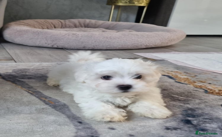 Maltese dogs - Advert 3