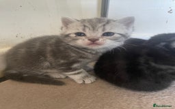 British Shorthair cats for sale: Pedigree British shorthair kittens for sale  - Image 8