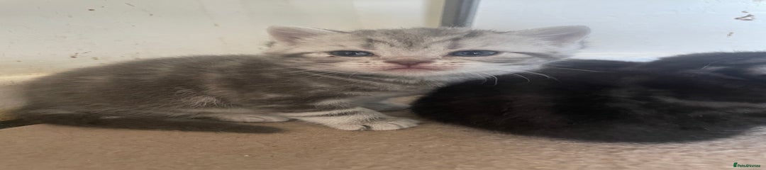 Lilac tabby male