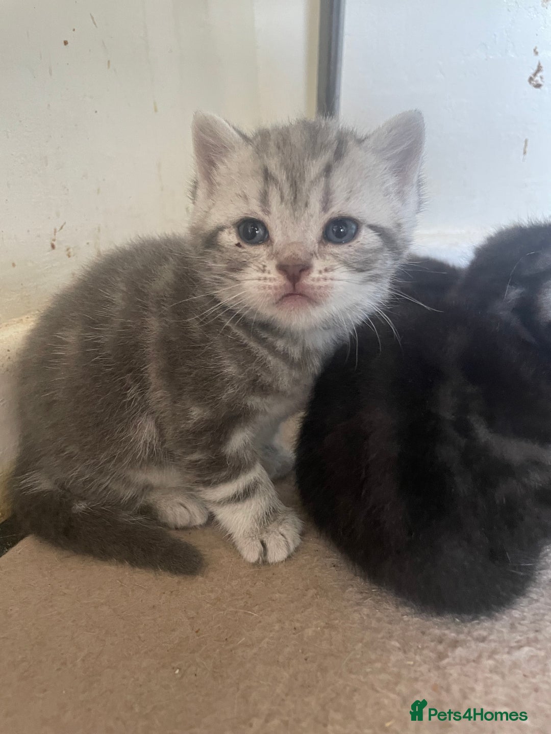 British Shorthair cats for sale: Pedigree British shorthair kittens for sale  - Image 8