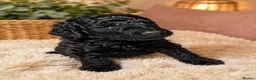 Cockapoo dogs for sale: ⭐️BEAUTIFUL TOY COCKAPOO PUPPIES⭐️ - Advert 5