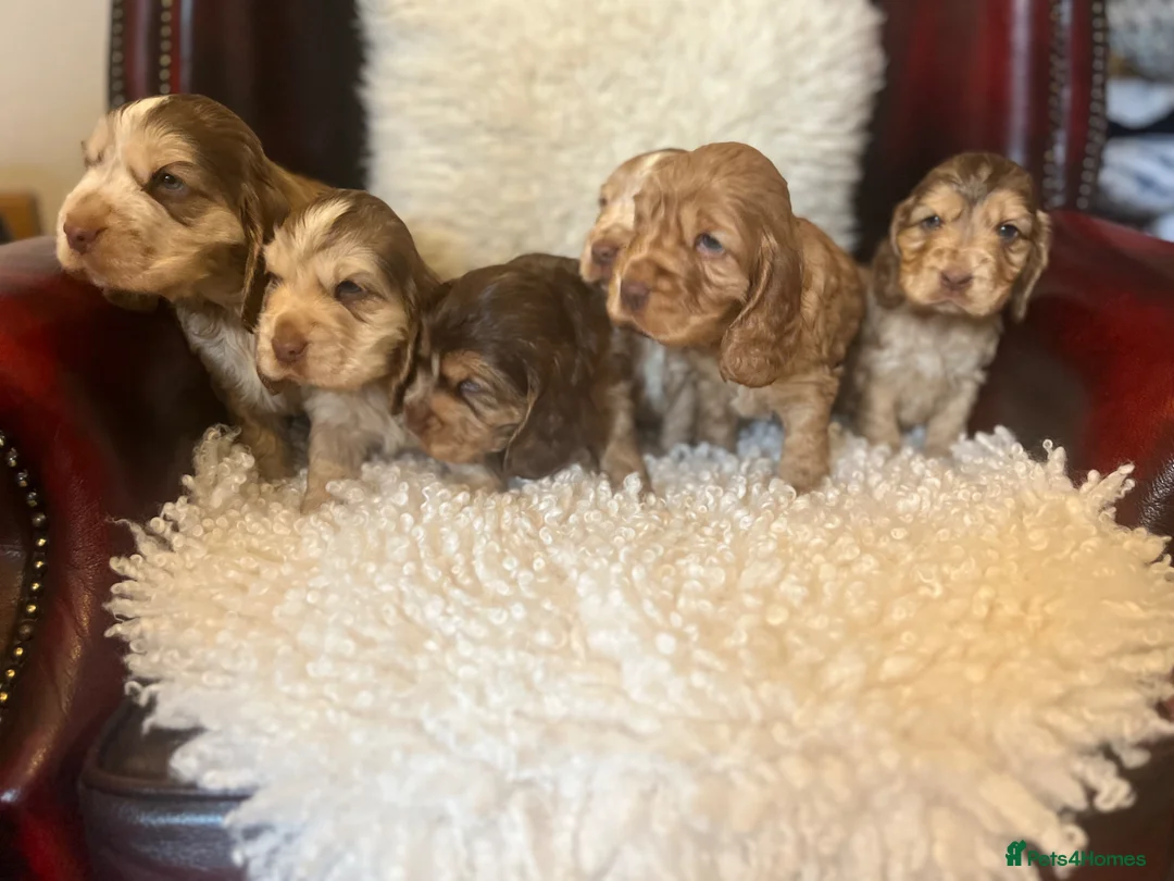Cocker Spaniel dogs for sale: Adorable KC show type cocker spaniel pups in London - Advert 2