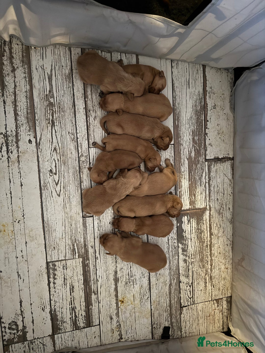 Labrador Retriever dogs for sale: Fox Red Labradors - Image 8