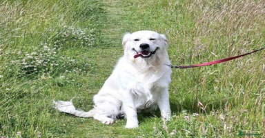 Golden Retriever dogs in Doncaster - Advert 12
