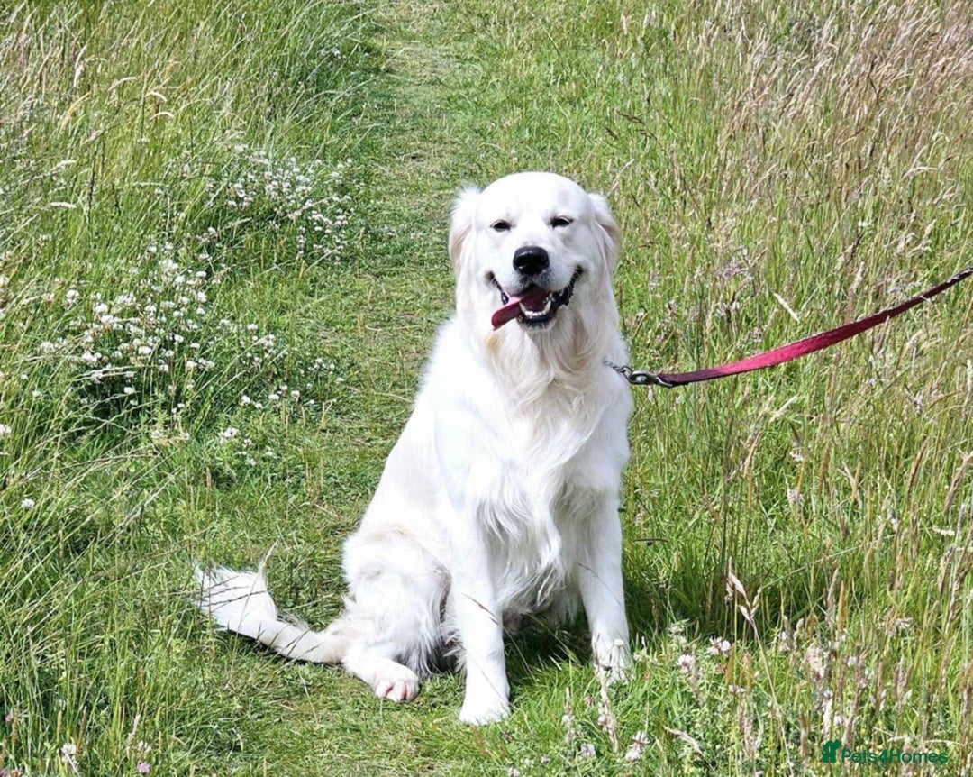 Golden Retriever dogs for stud: Fully health tested.KC registered:) in Doncaster - Image 2
