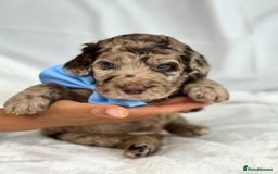 Australian Labradoodle dogs for sale: *waiting list* Australian labradoodles - Image 35