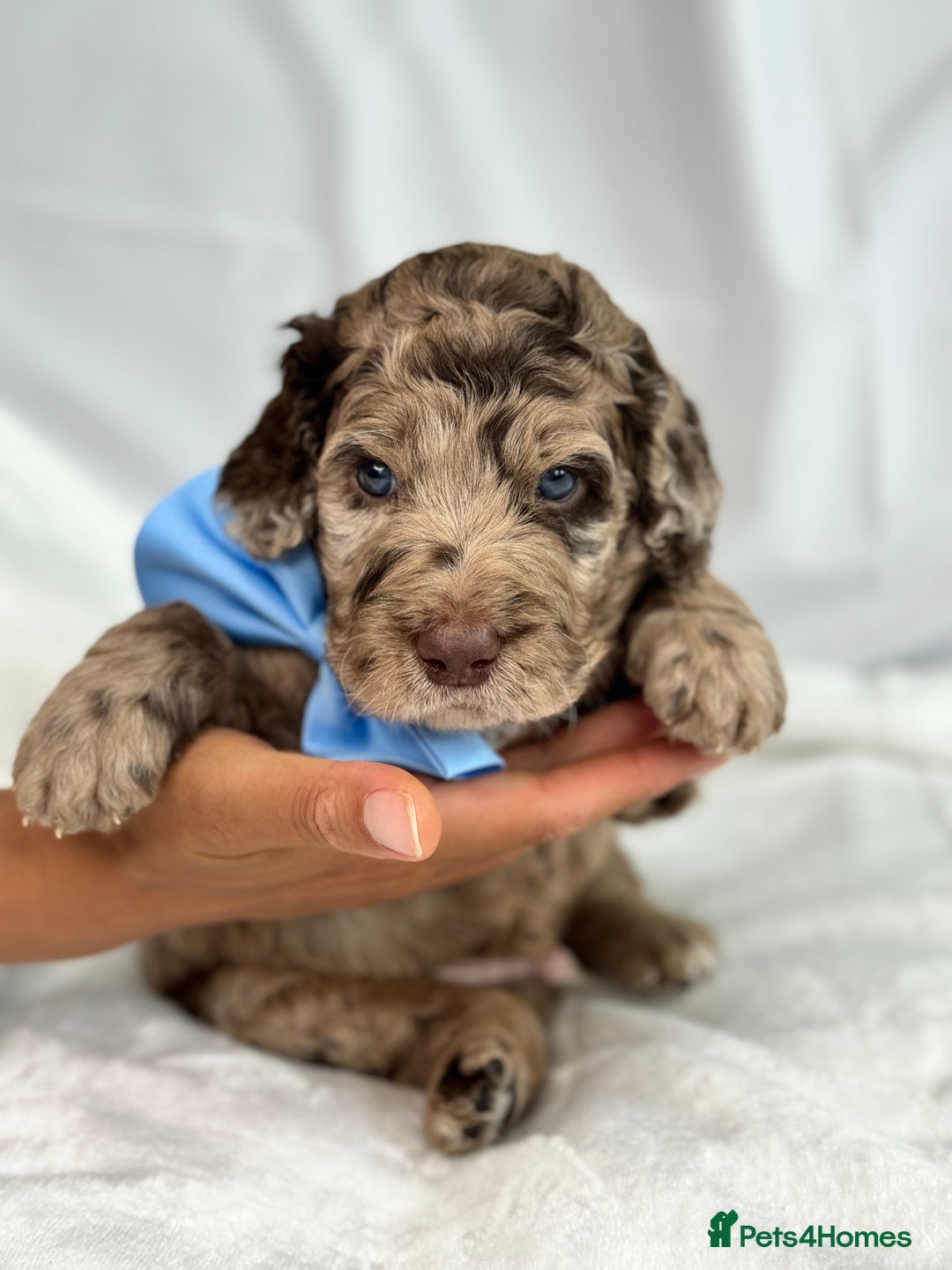Australian Labradoodle dogs for sale: *waiting list* Australian labradoodles - Image 35