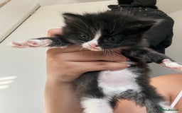 Bombay cats for sale: 3 male 1 female bombay x kittens  - Image 9