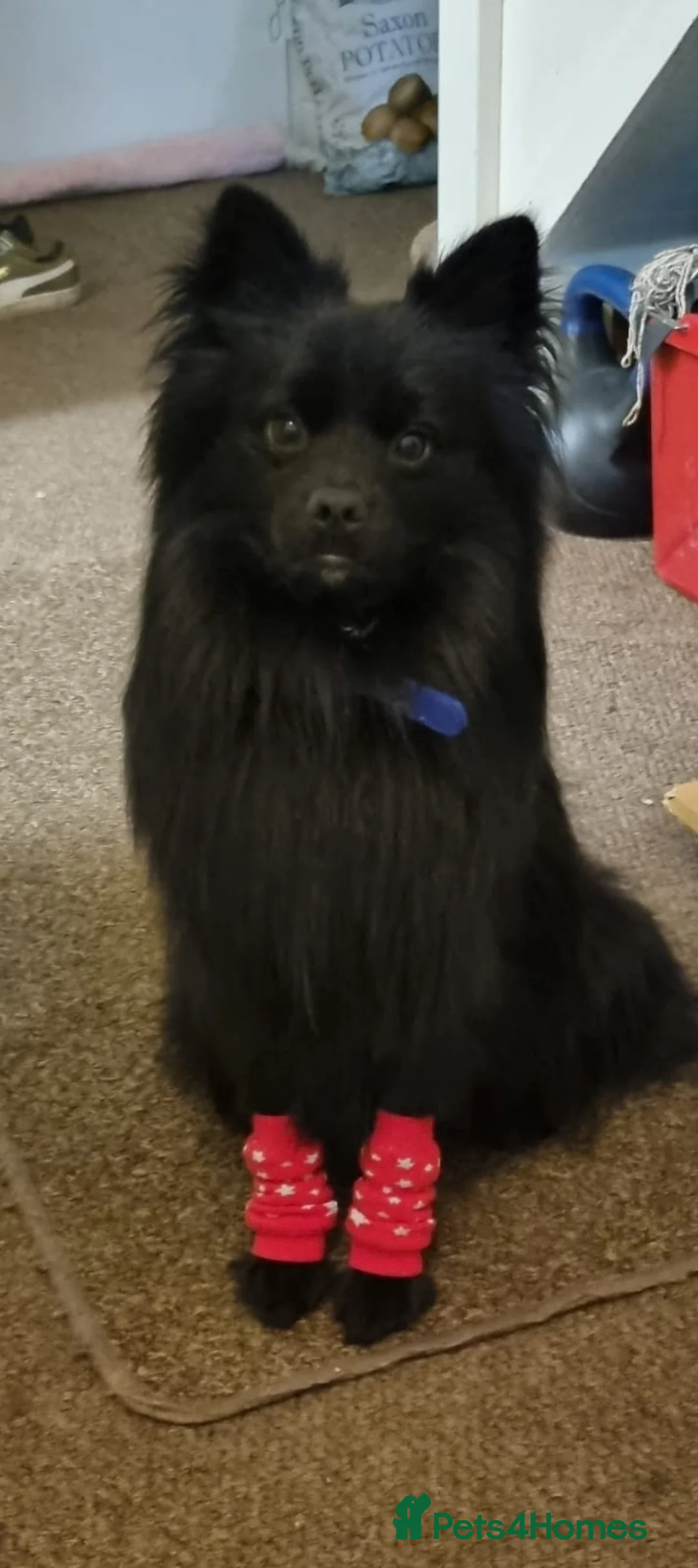 Pomchi dogs for sale: Male pomchi  in Shrewsbury - Advert 1