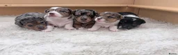 Jack Russell dogs for sale: Miniature Jack Russell Puppies  - Advert 1