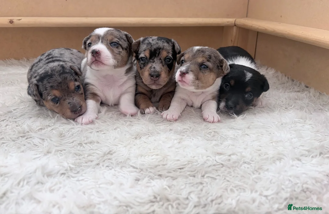 Jack Russell dogs for sale: Miniature Jack Russell Puppies  - Advert 1