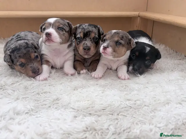 Jack Russell dogs Miniature Jack Russell Puppies - Advert 11