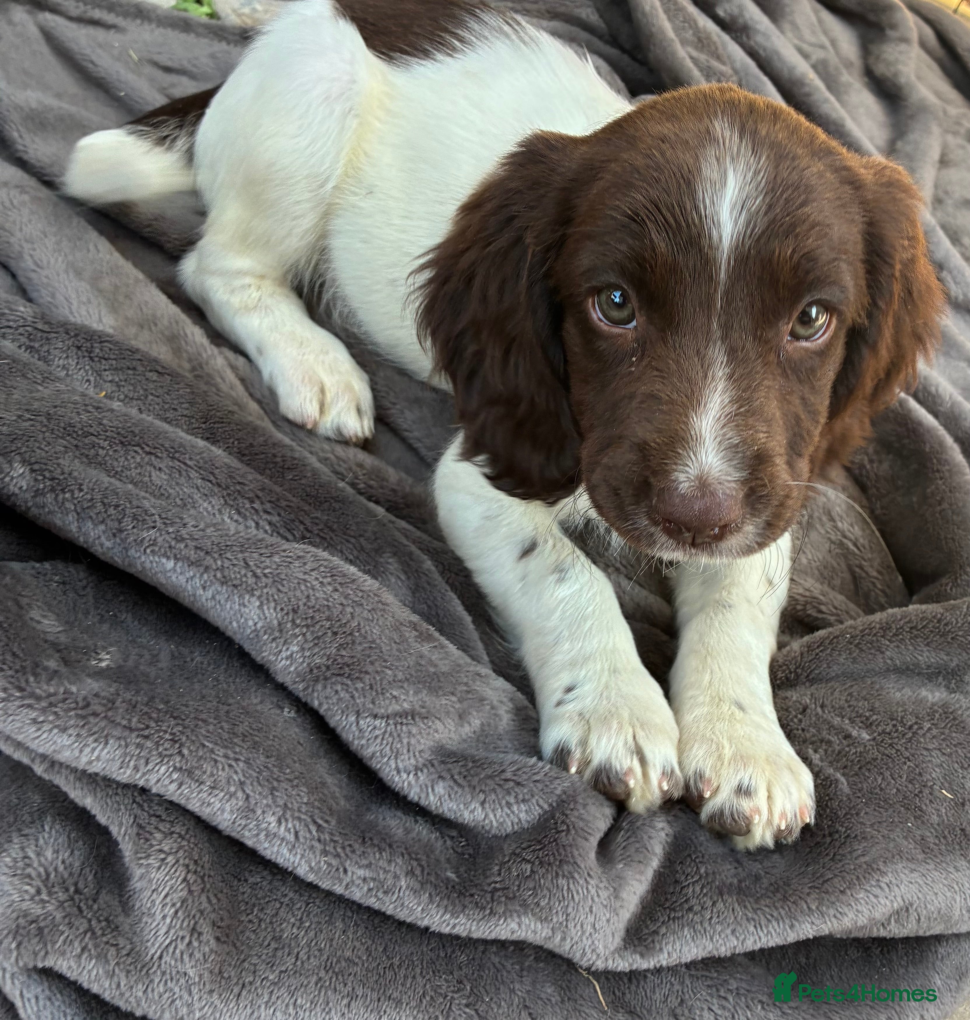 English Springer Spaniel dogs READY NOW Beautiful springer spaniel puppies  - Advert 2