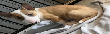 English Bull Terrier 4