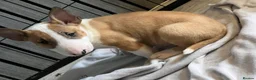 English Bull Terrier dogs for sale: 2 BOYS AVAILABLE KC REGISTERED  - Advert 2