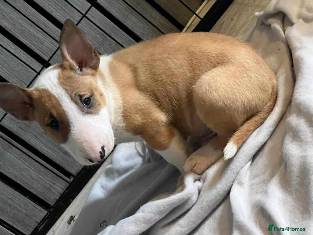 English Bull Terrier dogs for sale: 2 BOYS AVAILABLE KC REGISTERED  - Advert 2