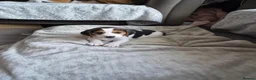 Beagle dogs for sale: Male beagle puppie  - Advert 5