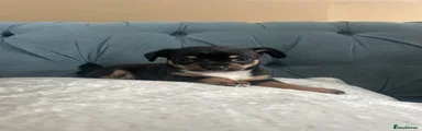 Chihuahua 1