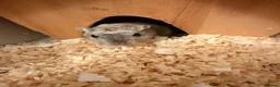 Gerbil rodents for sale: 2 Male Gerbils with cage and accessories  - Advert 2