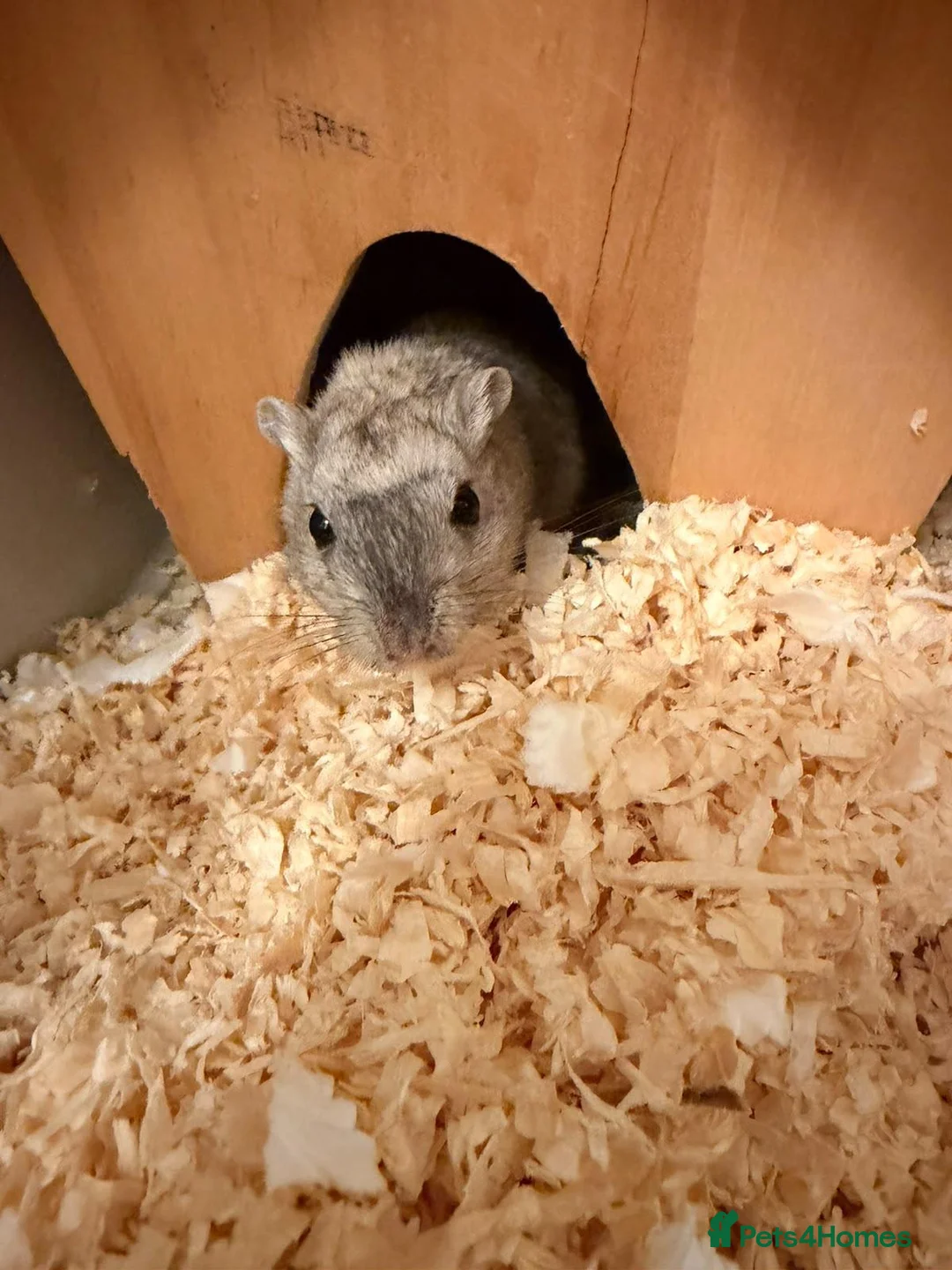 Gerbil rodents for sale: 2 Male Gerbils with cage and accessories  - Advert 2