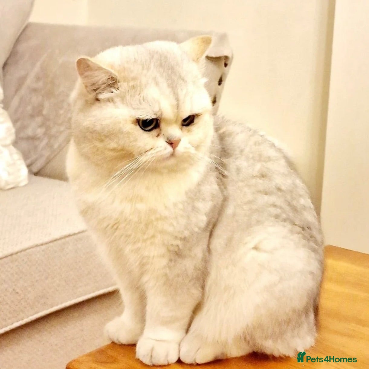 British Shorthair cats Beautiful Chunky Pure British Shorthair Kittens - Advert 2