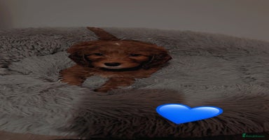 Cockapoo dogs - Advert 8