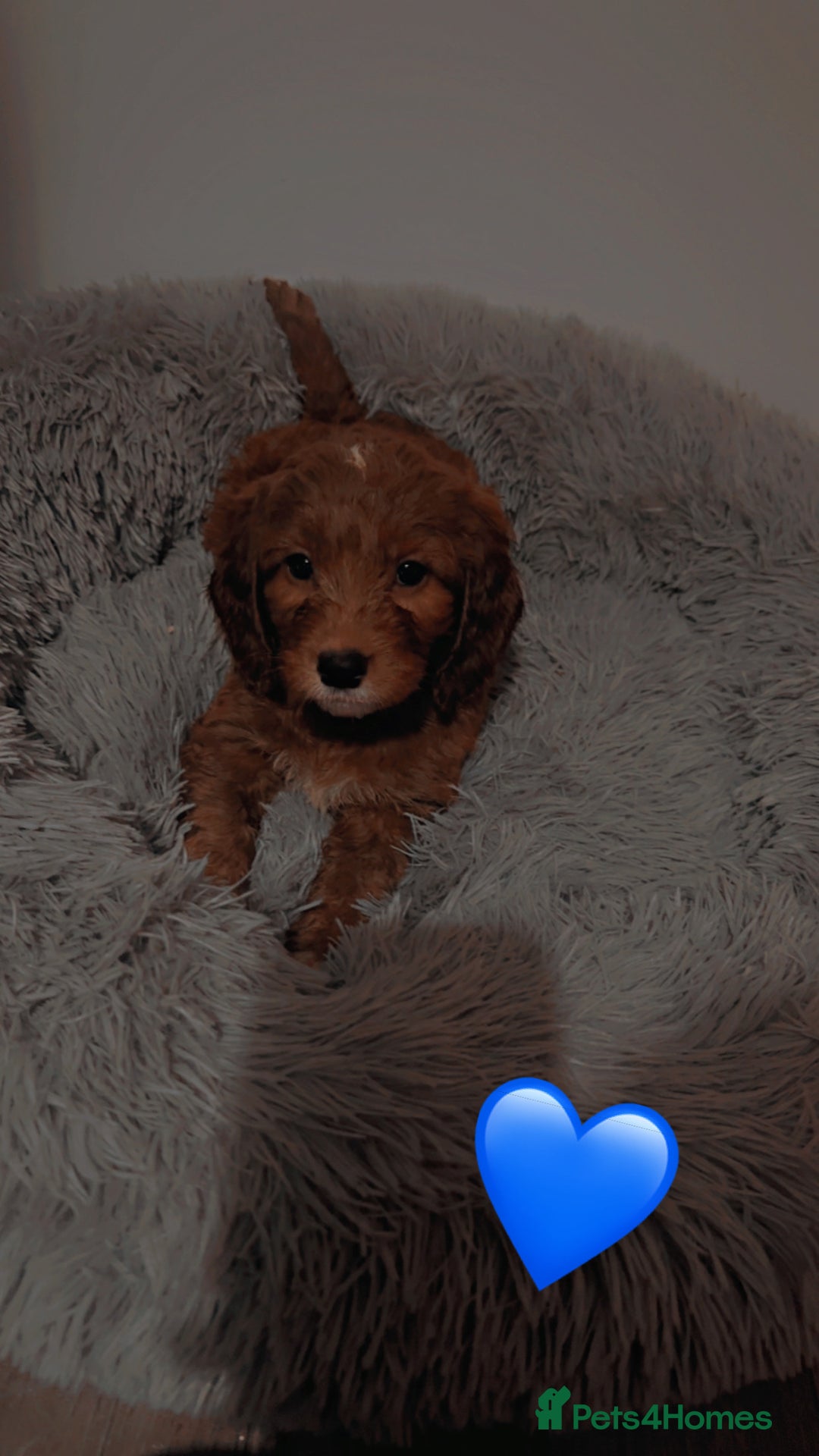 Cockapoo dogs for sale: **REDUCED** READY TO GO GIRL MINIATURE COCKAPOOS  - Image 3