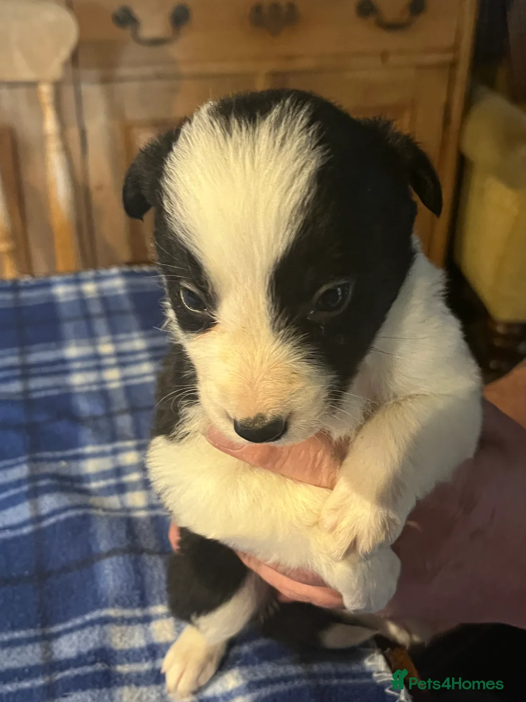 Border Collie dogs for sale: Border collie puppies, excellent litter!!  - Advert 5
