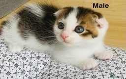 Scottish Fold cats for sale: Adorable 8 weeks old Scottish fold kittens! - Image 3