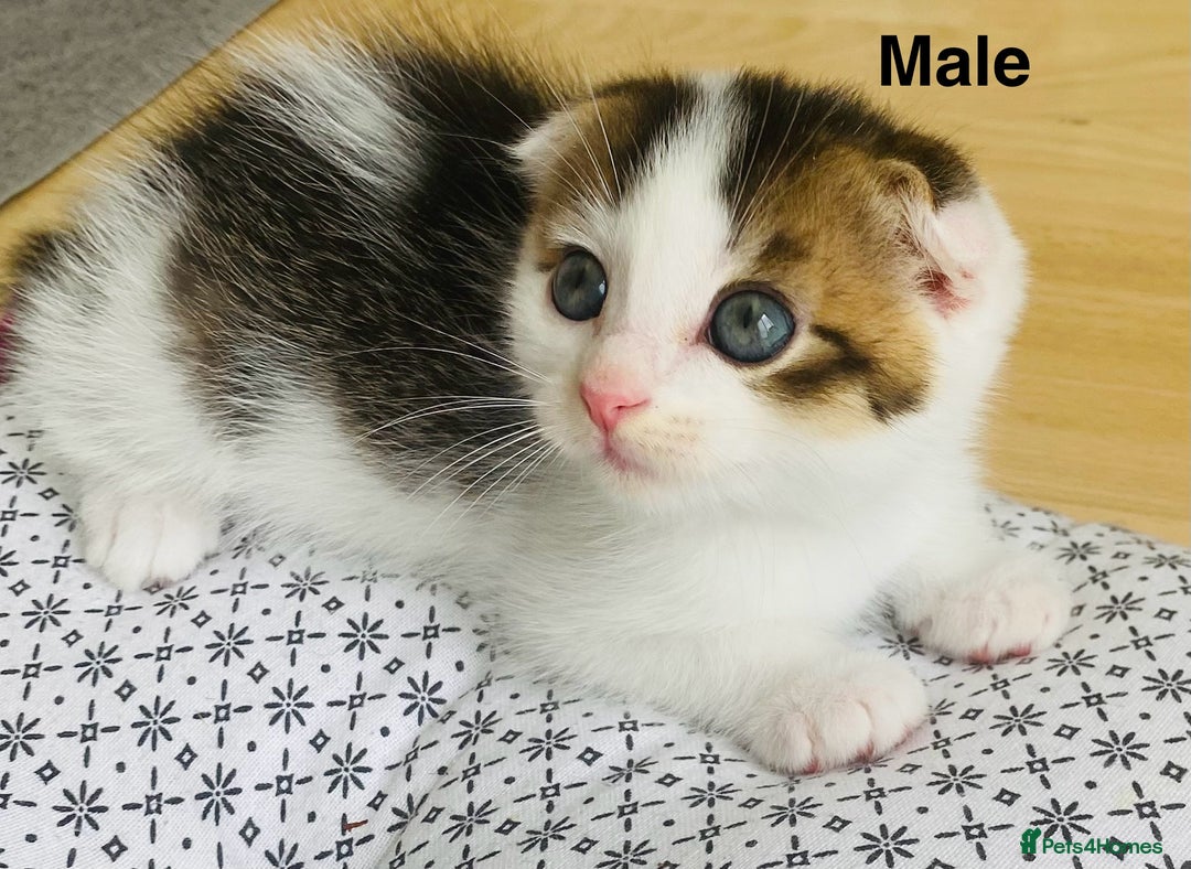 Scottish Fold cats for sale: Adorable 8 weeks old Scottish fold kittens! - Image 3