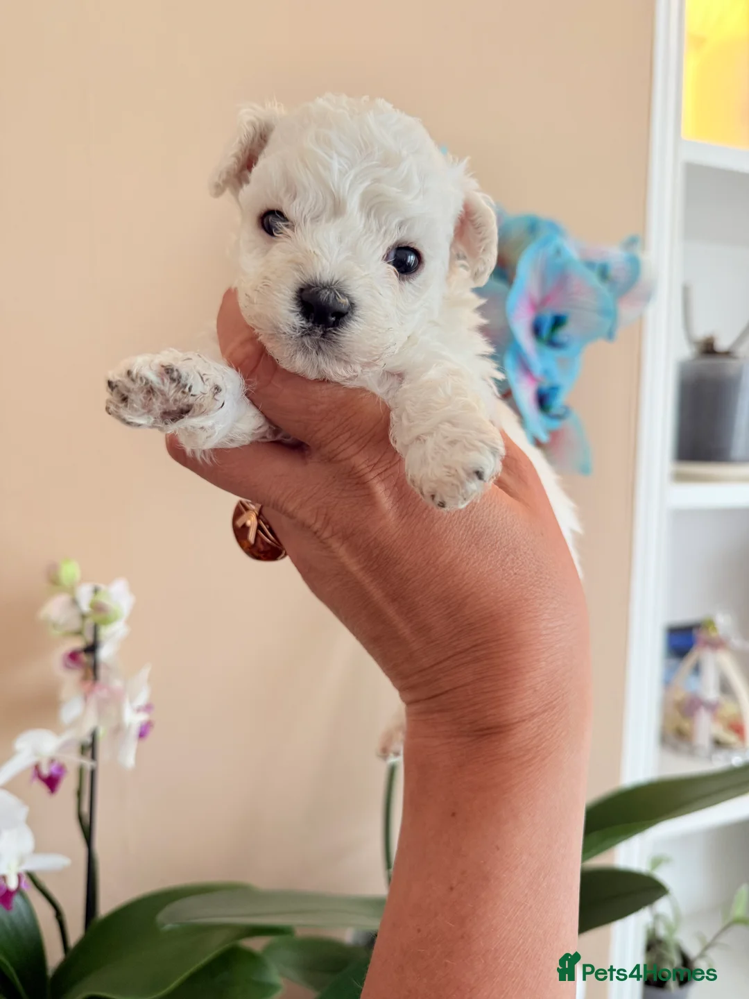 Bichon Frise dogs for sale: 🐶 Gorgeous Pedigree Bichon Frise - Advert 16